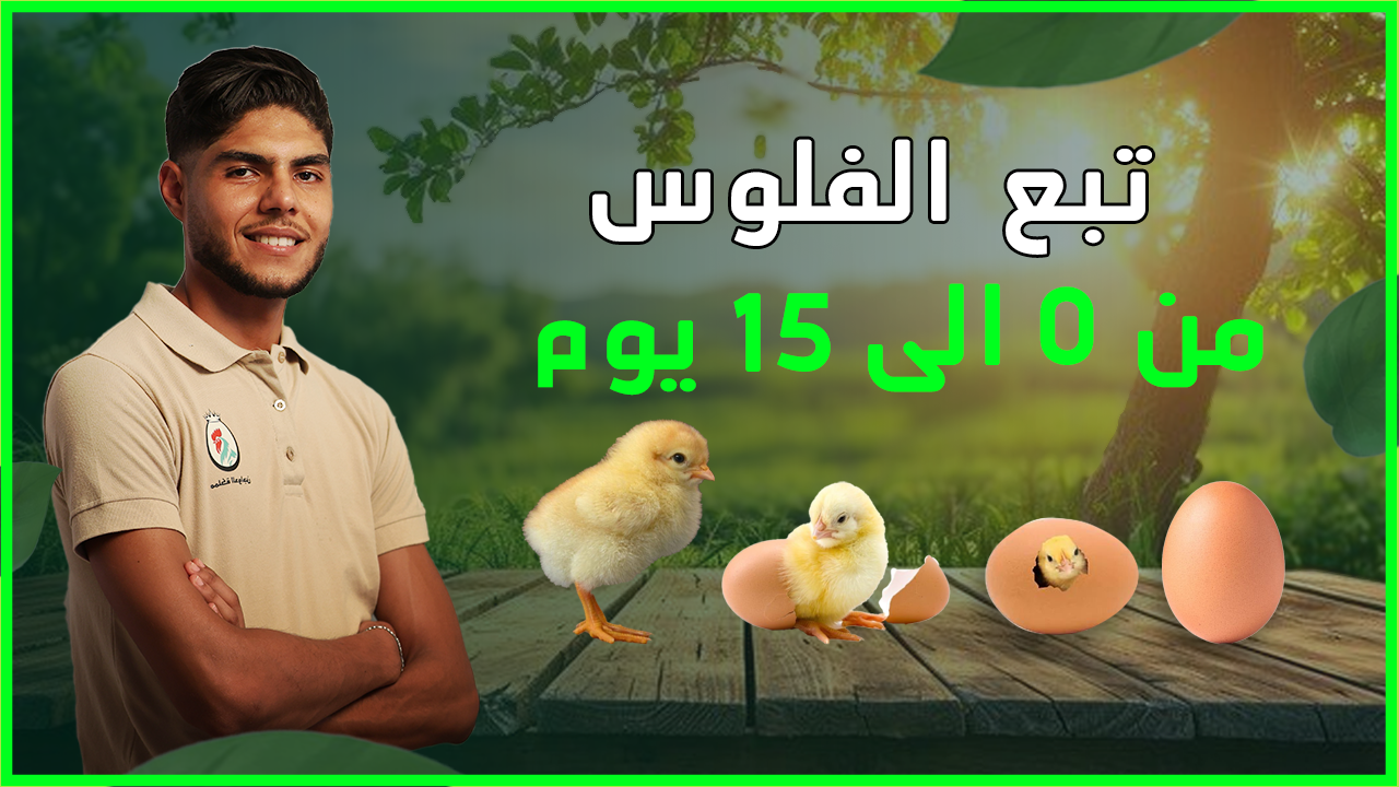 ترببية الفلوس من اليوم الأول ل33 يوم القسم الثاني